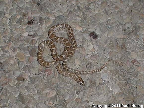 Kansas Glossy Snake (Arizona elegans elegans)