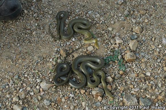 Green Ratsnake (Senticolis triaspis intermedia)