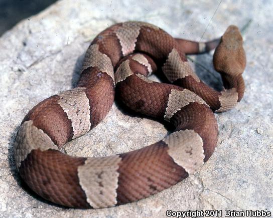 Trans-Pecos Copperhead (Agkistrodon contortrix pictigaster)