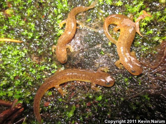 Cascade Torrent Salamander (Rhyacotriton cascadae)