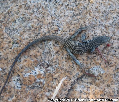 Great Basin Whiptail (Aspidoscelis tigris tigris)