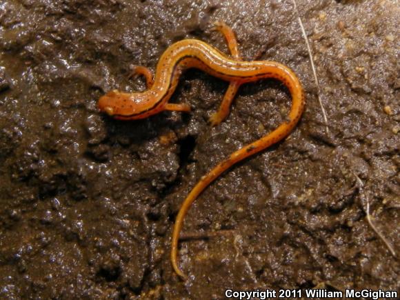 Blue Ridge Two-lined Salamander (Eurycea wilderae)