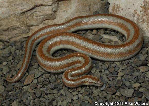 Desert Rosy Boa (Lichanura trivirgata gracia)