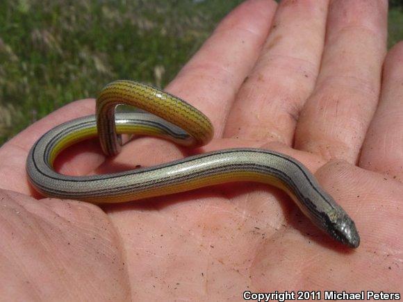 California Legless Lizard (Anniella pulchra)