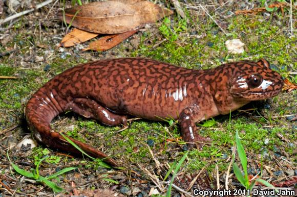 California Giant Salamander (Dicamptodon ensatus)