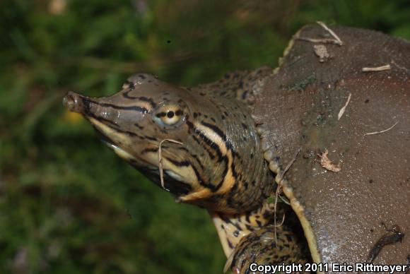 Gulf Coast Spiny Softshell (Apalone spinifera aspera)