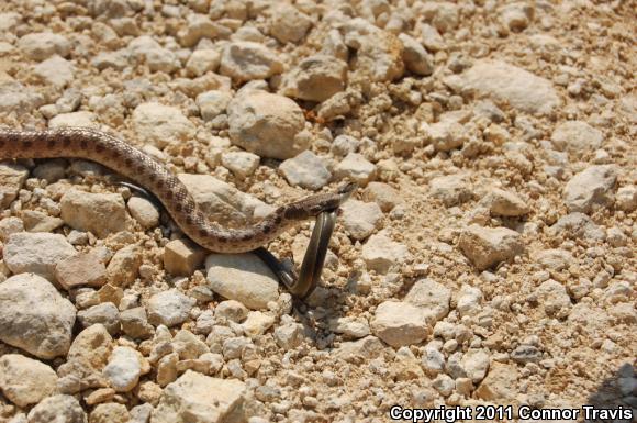 Texas Nightsnake (Hypsiglena jani texana)