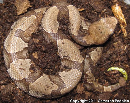 Osage Copperhead (Agkistrodon contortrix phaeogaster)