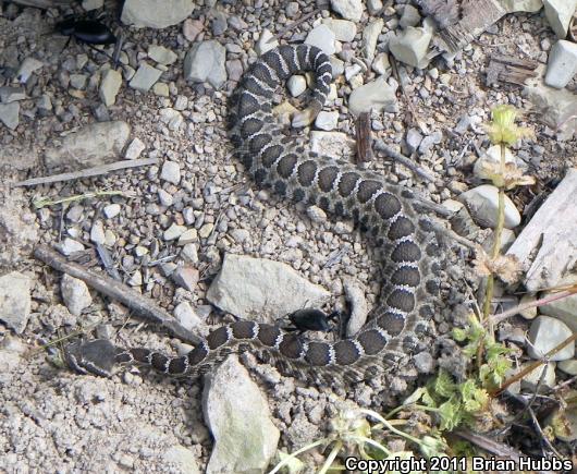 Northern Pacific Rattlesnake (Crotalus oreganus oreganus)