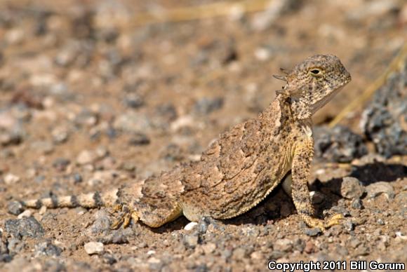 Round-tailed Horned Lizard (Phrynosoma modestum)