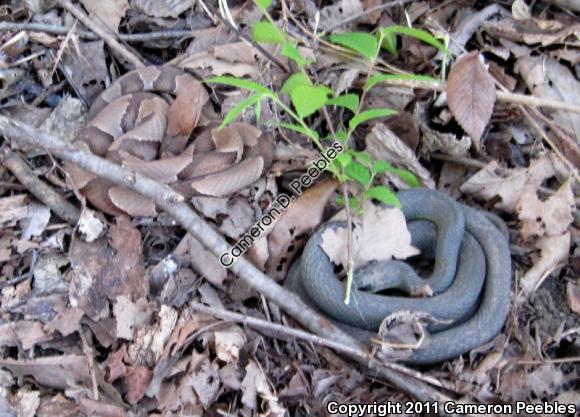 Osage Copperhead (Agkistrodon contortrix phaeogaster)