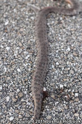 South Florida Mole Kingsnake (Lampropeltis calligaster occipitolineata)