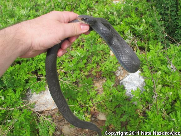 Northern  Black Racer (Coluber constrictor constrictor)