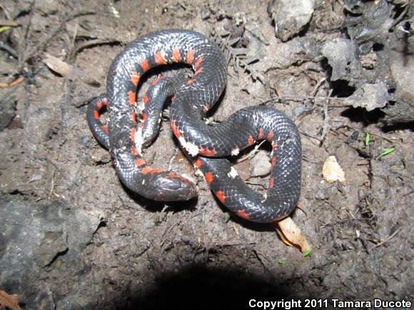 Western Mudsnake (Farancia abacura reinwardtii)