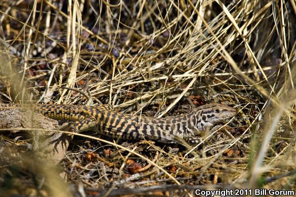 Common Checkered Whiptail (Aspidoscelis tesselata)