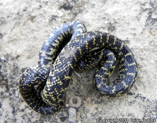 Speckled Kingsnake (Lampropeltis getula holbrooki)