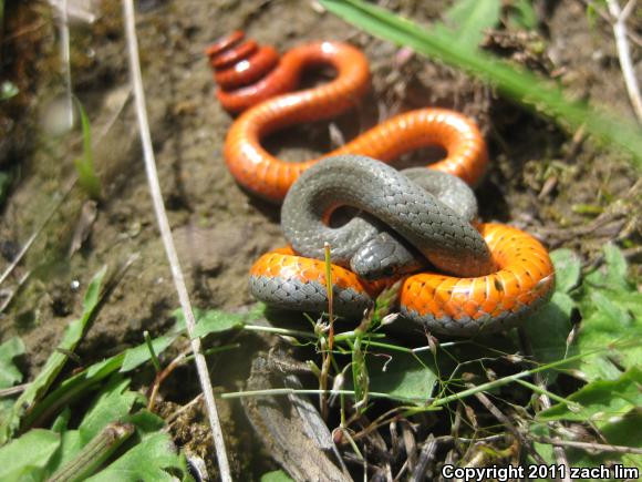 Pacific Ring-necked Snake (Diadophis punctatus amabilis)