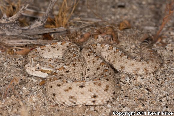 Colorado Desert Sidewinder (Crotalus cerastes laterorepens)