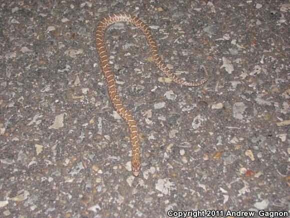 Kansas Glossy Snake (Arizona elegans elegans)