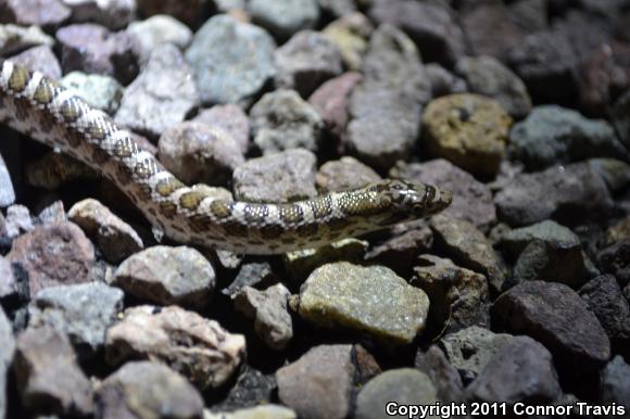 Kansas Glossy Snake (Arizona elegans elegans)