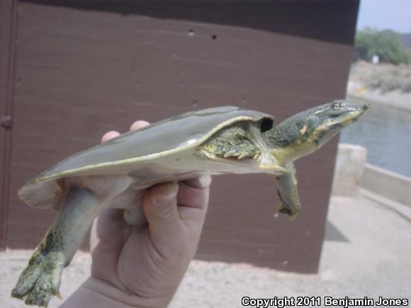 Spiny Softshell (Apalone spinifera)