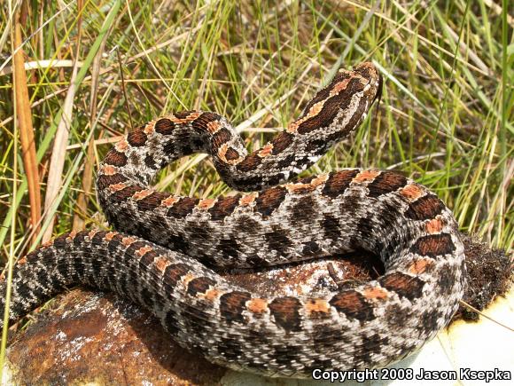 Dusky Pigmy Rattlesnake (Sistrurus miliarius barbouri)