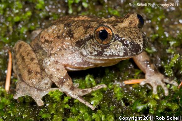 Western Tailed Frog (Ascaphus truei)