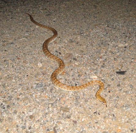 Desert Glossy Snake (Arizona elegans eburnata)