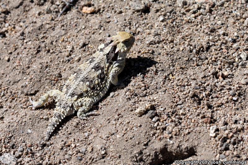 Blainville's Horned Lizard (Phrynosoma blainvillii)