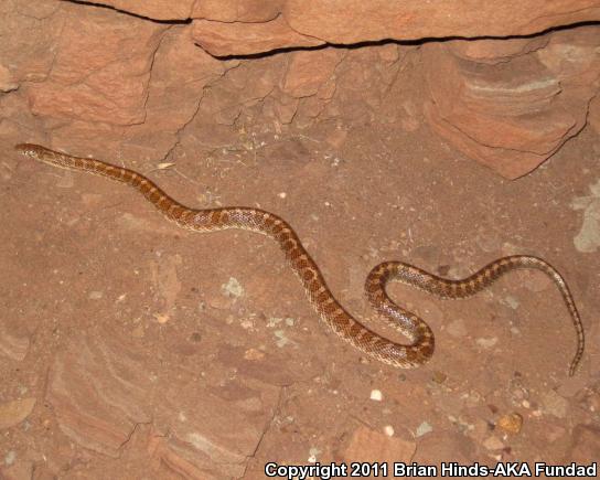 Painted Desert Glossy Snake (Arizona elegans philipi)