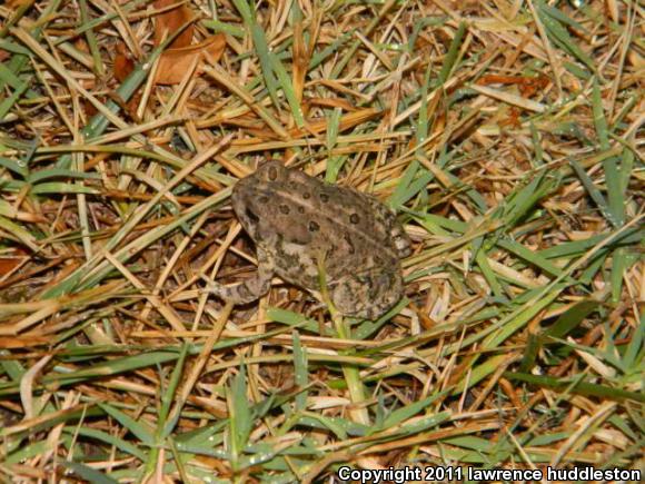 Woodhouse's Toad (Anaxyrus woodhousii woodhousii)