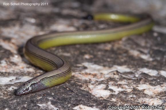 California Legless Lizard (Anniella pulchra)