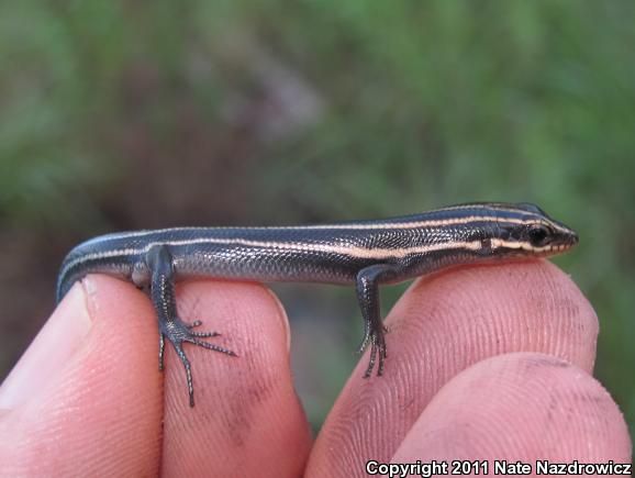 Five-lined Skink (Plestiodon fasciatus)