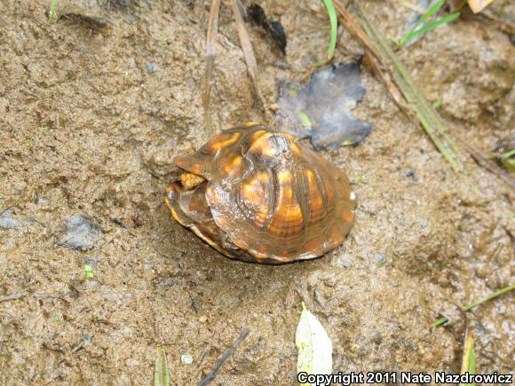 Eastern Box Turtle (terrapene Carolina Carolina)