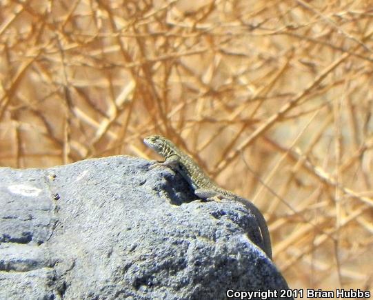 Western Side-blotched Lizard (Uta stansburiana elegans)