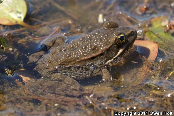 California Red-legged Frog (Rana draytonii)