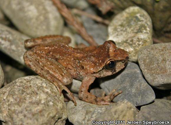 Western Tailed Frog (Ascaphus truei)