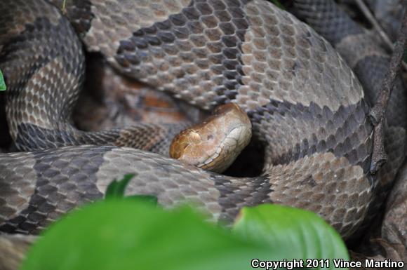 Northern  Copperhead (Agkistrodon contortrix mokasen)