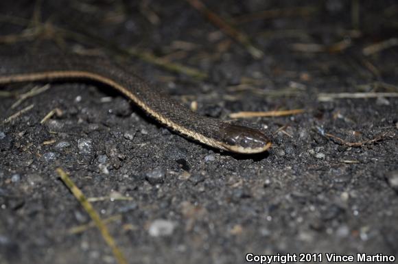 Queensnake (Regina septemvittata)