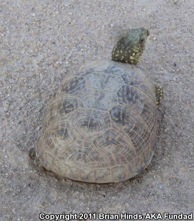 Desert Box Turtle (terrapene Ornata Luteola)