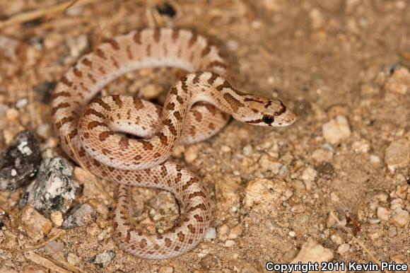 Mojave Glossy Snake (Arizona elegans candida)