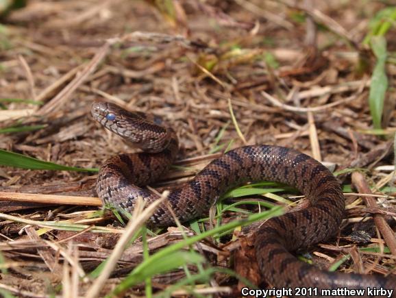 Mole Kingsnake (Lampropeltis calligaster rhombomaculata)