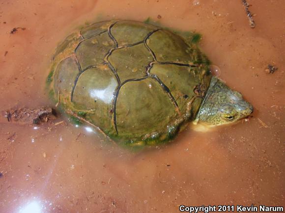 Yellow Mud Turtle (Kinosternon flavescens)