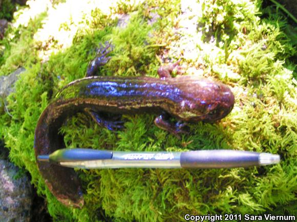 Coastal Giant Salamander (Dicamptodon tenebrosus)