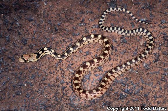 Great Basin Gopher Snake (Pituophis catenifer deserticola)