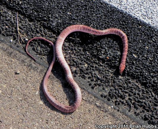 Red Racer (Coluber flagellum piceus)