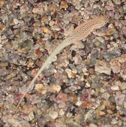 Common Side-blotched Lizard (Uta stansburiana)