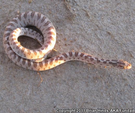 Arizona Glossy Snake (Arizona elegans noctivaga)