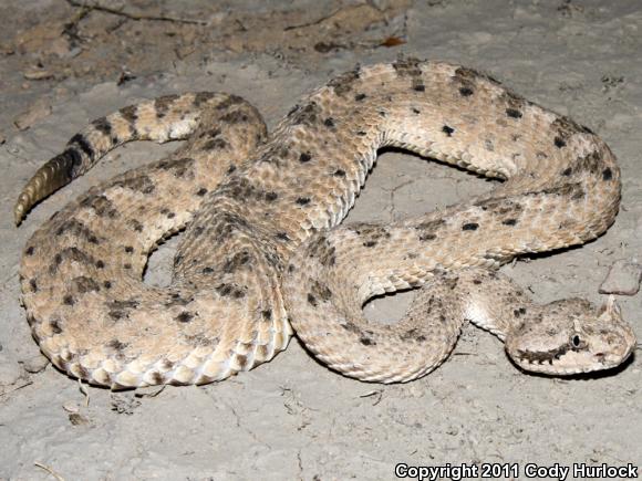 Colorado Desert Sidewinder (Crotalus cerastes laterorepens)