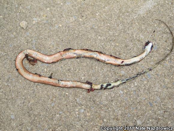 Eastern Ribbonsnake (Thamnophis sauritus sauritus)